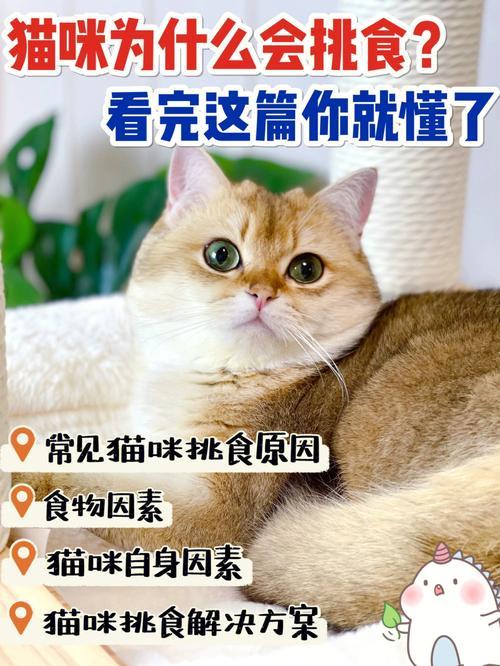 猫挑食怎么办