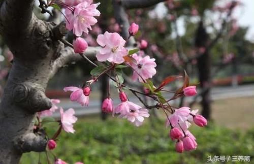 平芜尽处是春山是什么意思