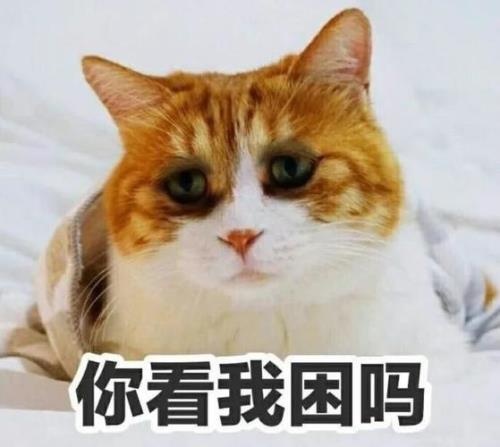 猫困的表现