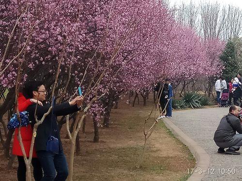 洛阳隋唐植物园2023春节要门票吗