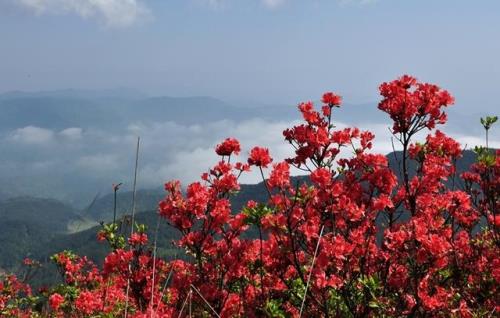 映山红几月停止生长