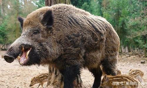 野猪和家猪有哪些区别