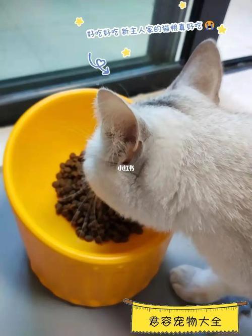 猫咪能吃油吗