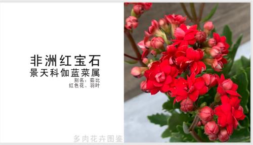 长寿花红宝石叶子什么样