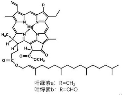 缺磷影响叶绿素合成吗