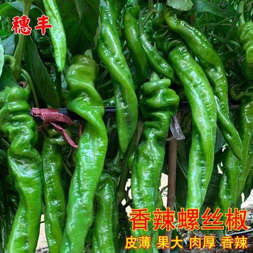 四季螺丝椒夏天能种植吗