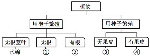 植物的共同特征有