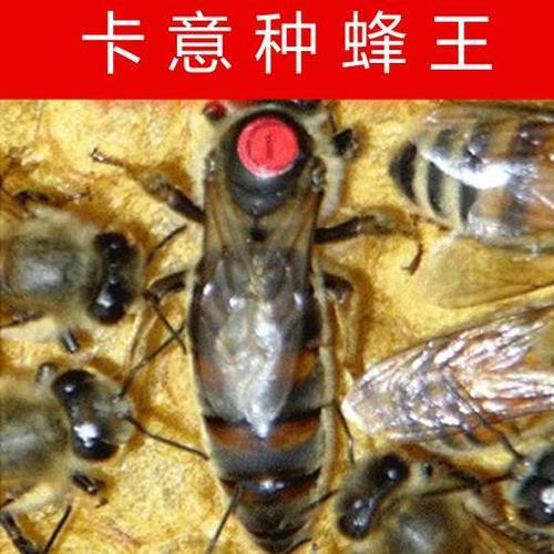 意蜂可以换中蜂王吗