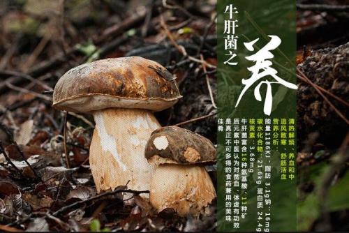 牛肝菌煲汤禁忌