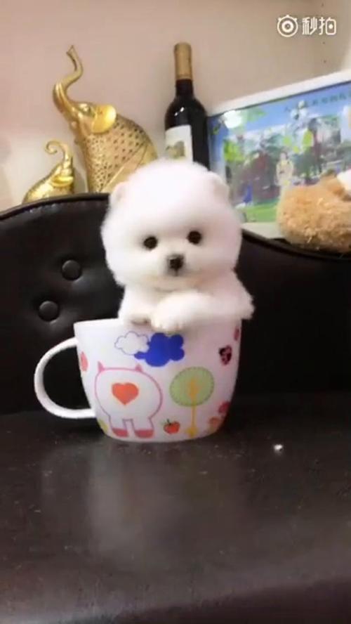 茶杯犬为什么不提倡生育