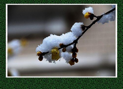 雪压枝头低虽低不着泥什么意思