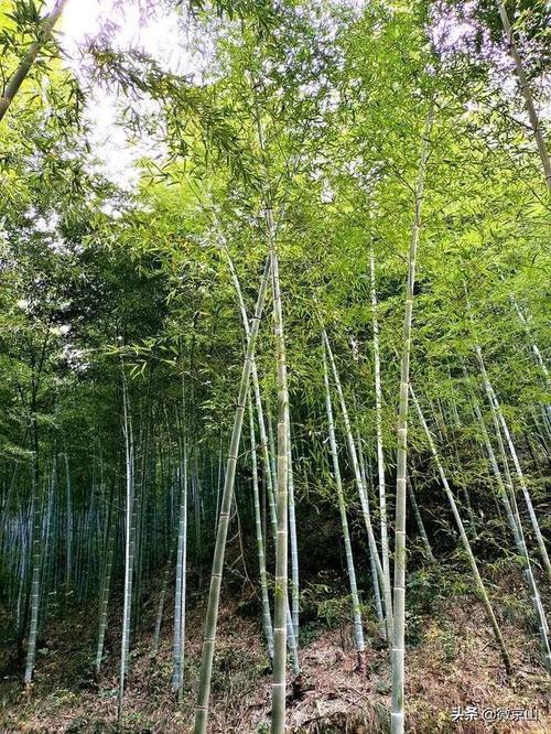 楠竹林种植什么品种好