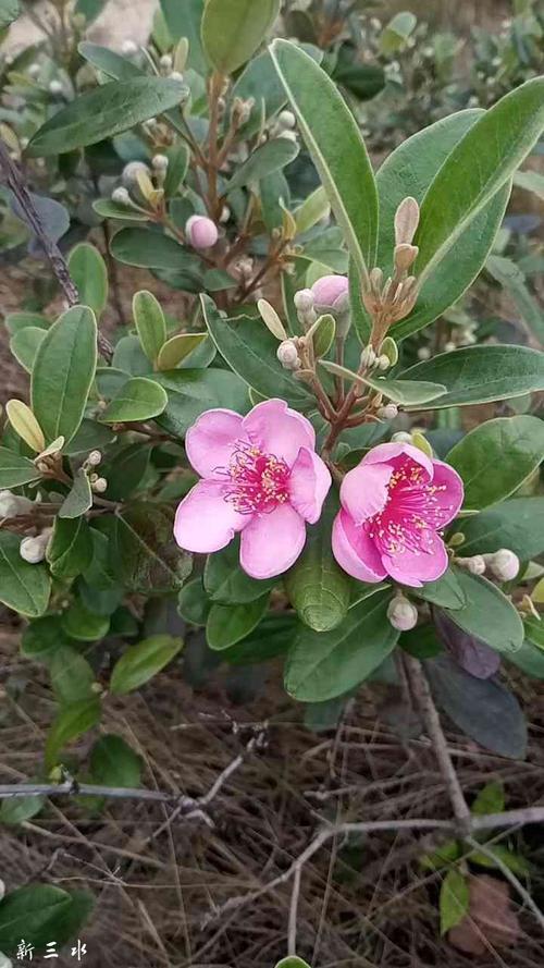 花稔什么时候修剪