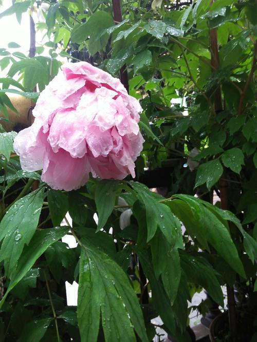 牡丹花苞能淋雨吗