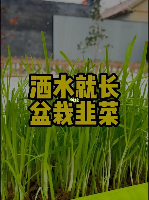 水培韭菜的收益怎么样