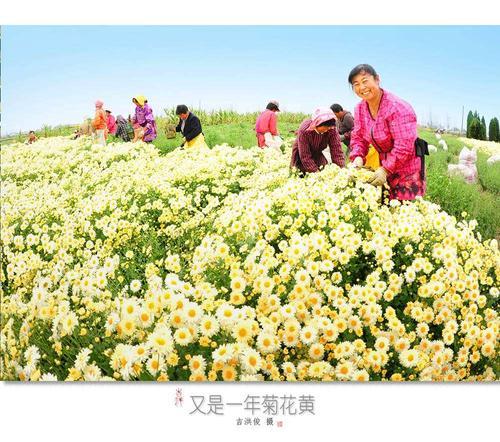 全国最大菊花批发基地