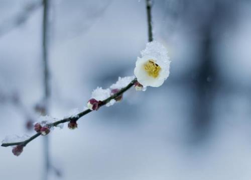 写春风吹谢雪花的诗句