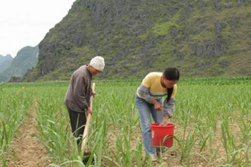 种植基地需要准备的材料