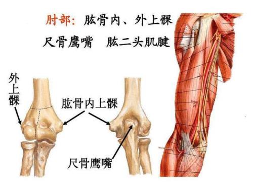 肘击训练方法