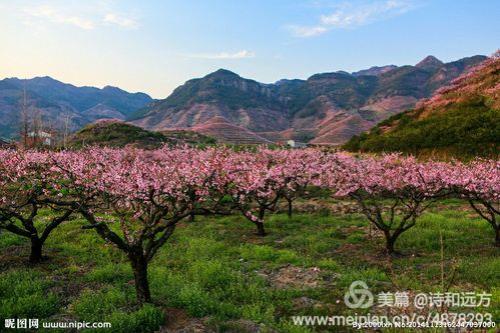 故乡的桃花原唱