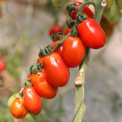 花生柿子番茄能种花盆里吗