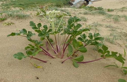 沙参适合什么季节种植