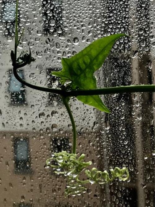 秋雨迟迟小说裴延礼结局