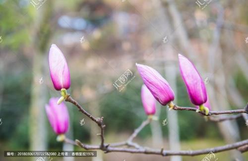 玉兰花有花苞还能倒盆吗