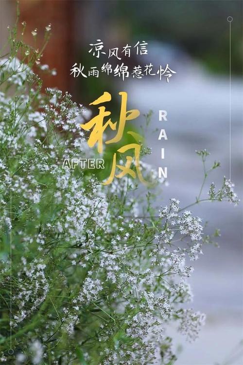 雨后鲜花的文案