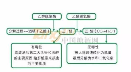 酒精分解需要多久