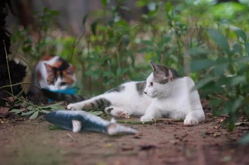 院子里养猫好吗