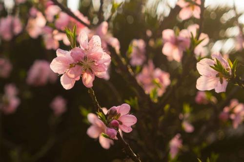 桃花开了文案