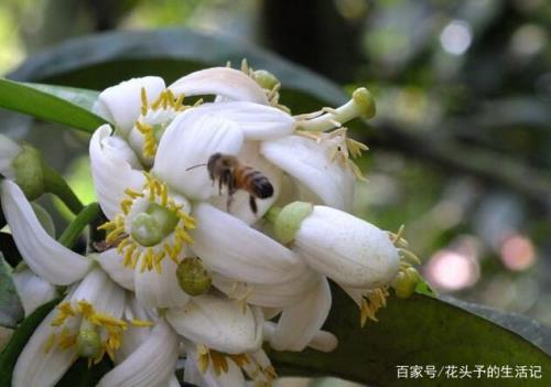 柚子花什么时候开