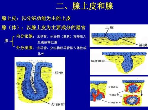 上皮组织有什么功能