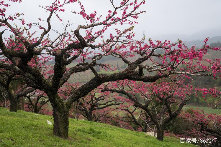 南山逢雨砌桃花什么意思