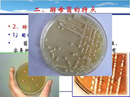 酵母菌生殖方式