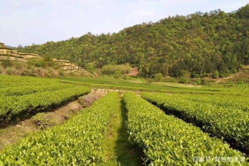 景福山乌龙茶是杂牌吗