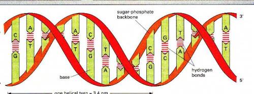 dna和rna哪个分子量大