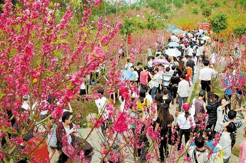 青秀山桃花开了吗