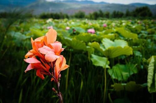 那些花儿歌曲表达了什么情感