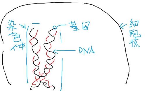 DNA是由什么组成的