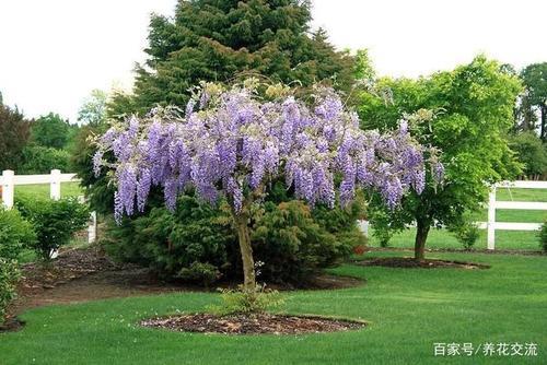 紫藤花适合在安徽北部地区养吗