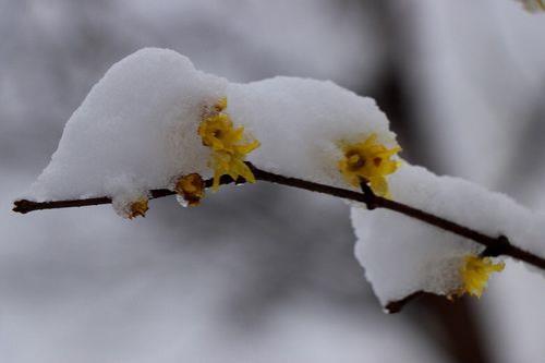 傲雪腊梅好吗是什么意思