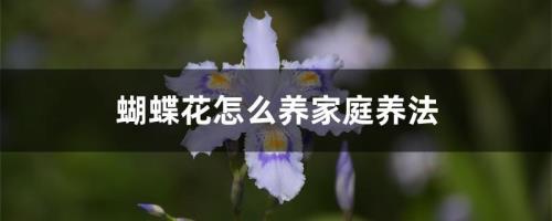 蝴蝶花开后怎么养