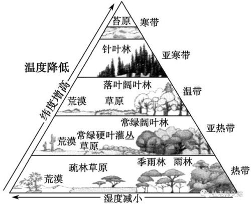 温带落叶阔叶林分布及特征