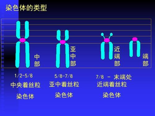 人与动物染色体的区别