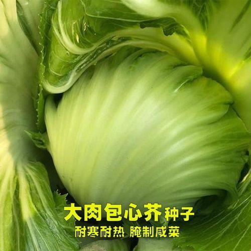 菜胆是什么