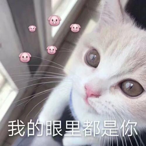 可爱猫咪文案