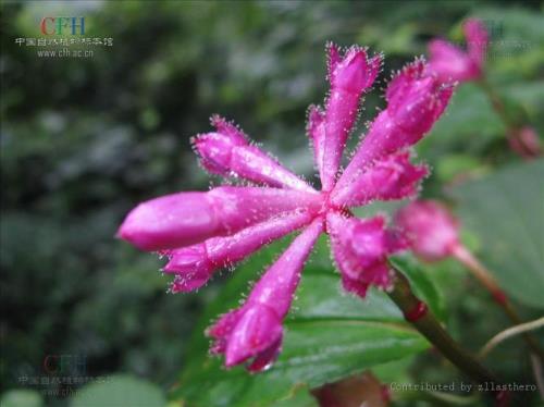 异药花属介绍