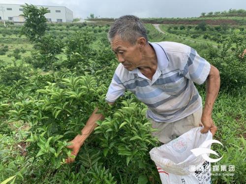 一亩收入100万元的中药材